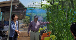 練馬区の観光ブルーベリー農園を視察する安藤じゅん子千葉県議会議員